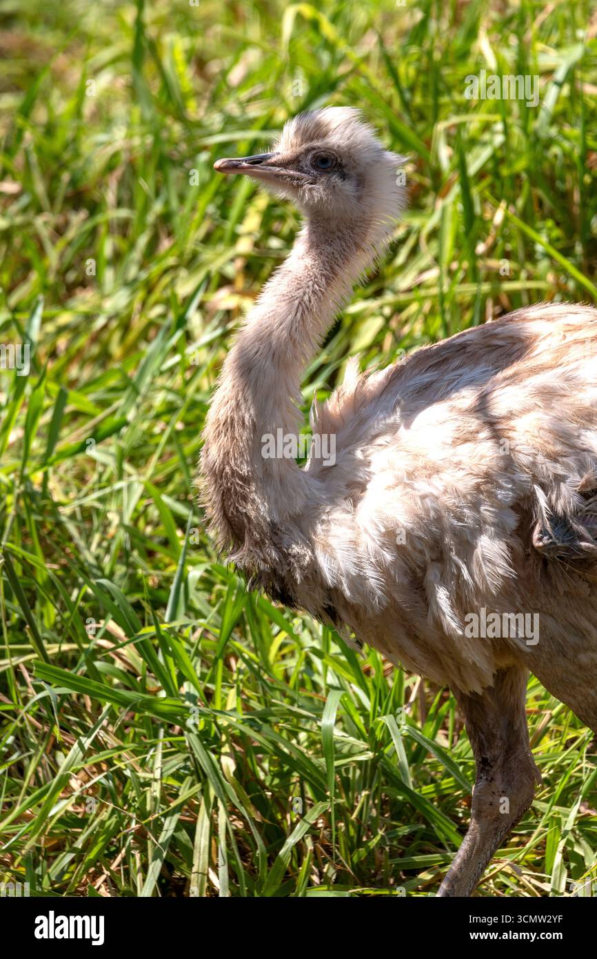 Albino brazilian rhea (Greater rhea) ist der größte Vogel Südamerikas, Mato Grosso do Sul, Brasilien Stockfoto Albino brazilian rhea (Greater rhea) ist der größte Vogel Südamerikas, Mato Grosso do Sul, Brasilien Stockfoto