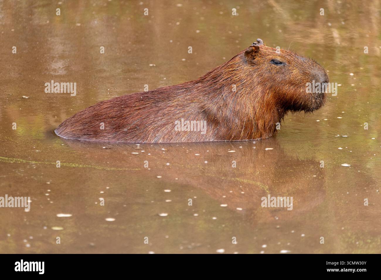 Capybara (Hydrochoerus hydrochaeris) ist das größte Nagetier der Wolle in Pantanal, Mato Grosso do Sul, Brasilien Stockfoto Capybara (Hydrochoerus hydrochaeris) ist das größte Nagetier der Wolle in Pantanal, Mato Grosso do Sul, Brasilien Stockfoto