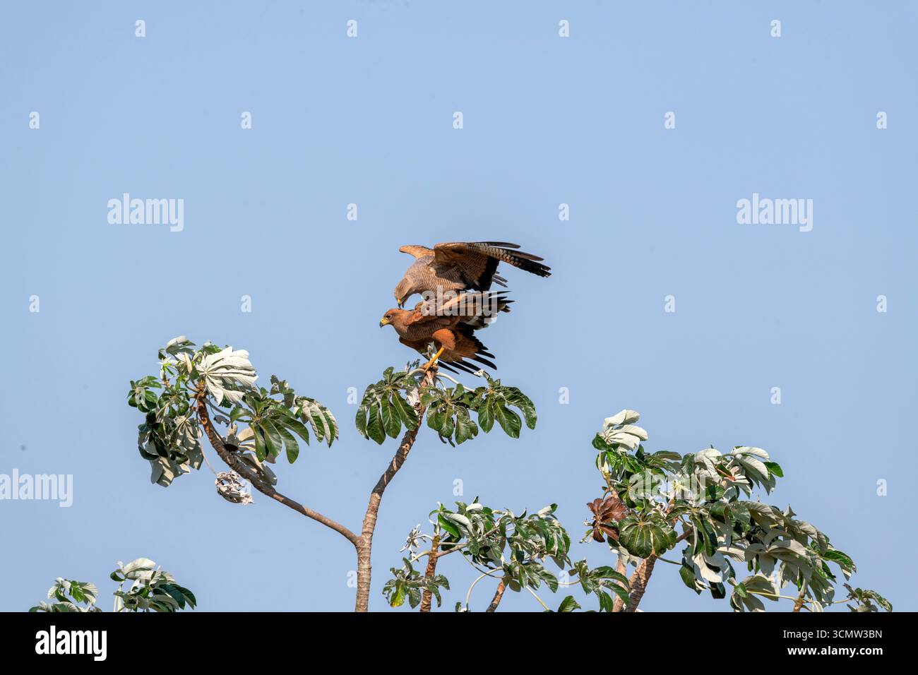 Savanna Hawk (Heterospizias meridionalis), Mato Grosso do Sul, Brasilien Stockfoto Savanna Hawk (Heterospizias meridionalis), Mato Grosso do Sul, Brasilien Stockfoto