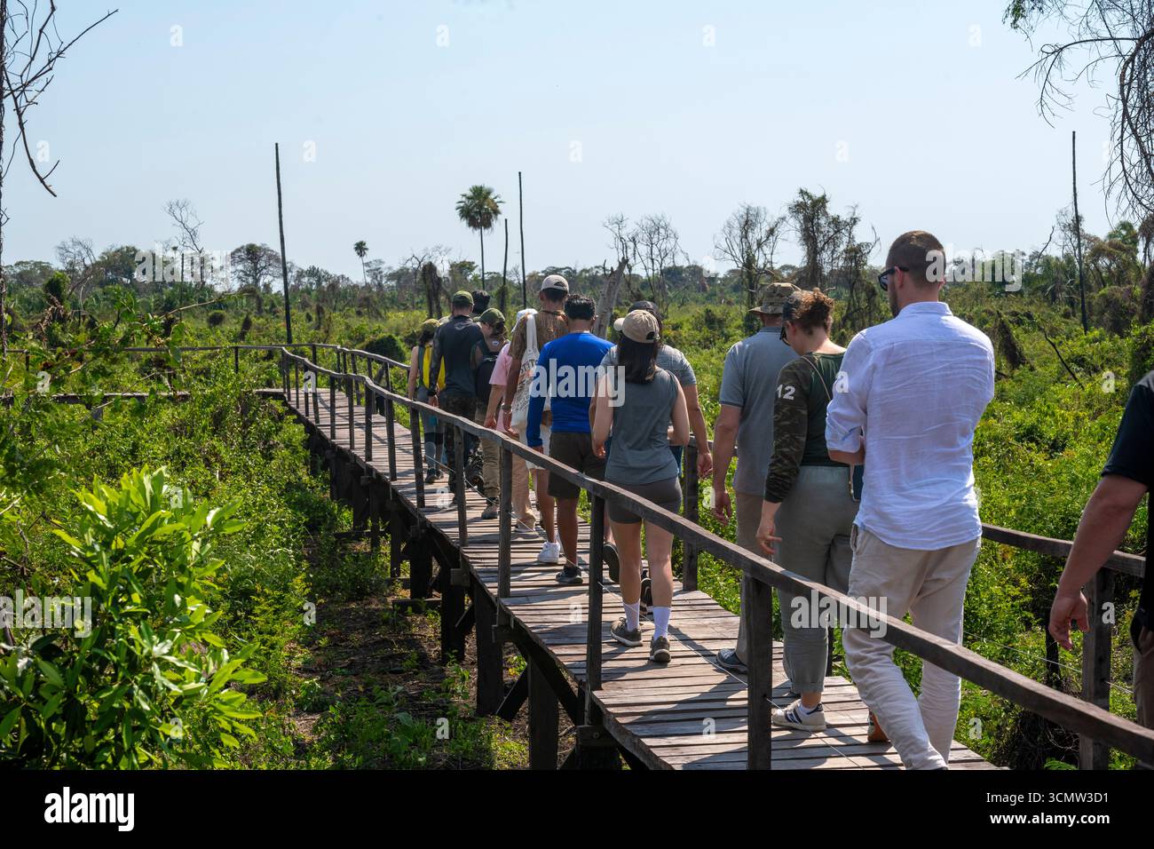 Tousisten auf der Suche nach Wildtieren auf dem Hängesteg tief in den Busch, São Francisco Farm Lodge am Pantanal, Mato Grosso do Sul, Brasilien Stockfoto Tousisten auf der Suche nach Wildtieren auf dem Hängesteg tief in den Busch, São Francisco Farm Lodge am Pantanal, Mato Grosso do Sul, Brasilien Stockfoto