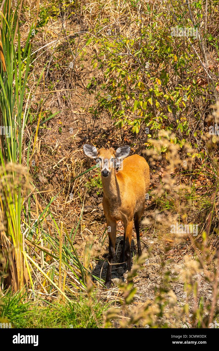 Ozotoceros bezoarticus ist eine Hirschart, die in Südamerika, Mato Grosso do Sul, Brasilien, lebt Stockfoto Ozotoceros bezoarticus ist eine Hirschart, die in Südamerika, Mato Grosso do Sul, Brasilien, lebt Stockfoto