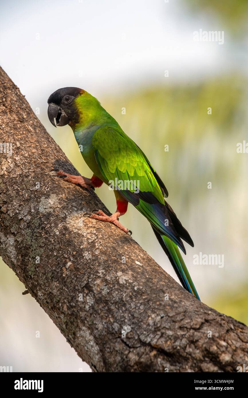 Ein Haufen Nanday Sittich (Aratinga nenday), der in der São Francisco Farm Lodge, Pantanal, Mato Grosso do Sul, Brasilien, isst Stockfoto Ein Haufen Nanday Sittich (Aratinga nenday), der in der São Francisco Farm Lodge, Pantanal, Mato Grosso do Sul, Brasilien, isst Stockfoto