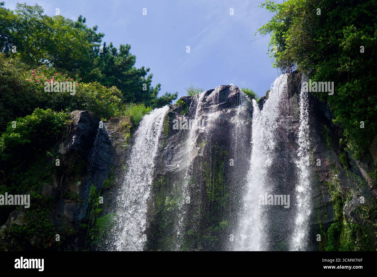 Ein Blick aus der Nähe der Lippe der Jeongbang Falls zeigt, wie Wasser in weiße Schleier bricht, während es über dunklem Felsen fließt und Kiefern- und Kameliensträucher wachsen Stockfoto
