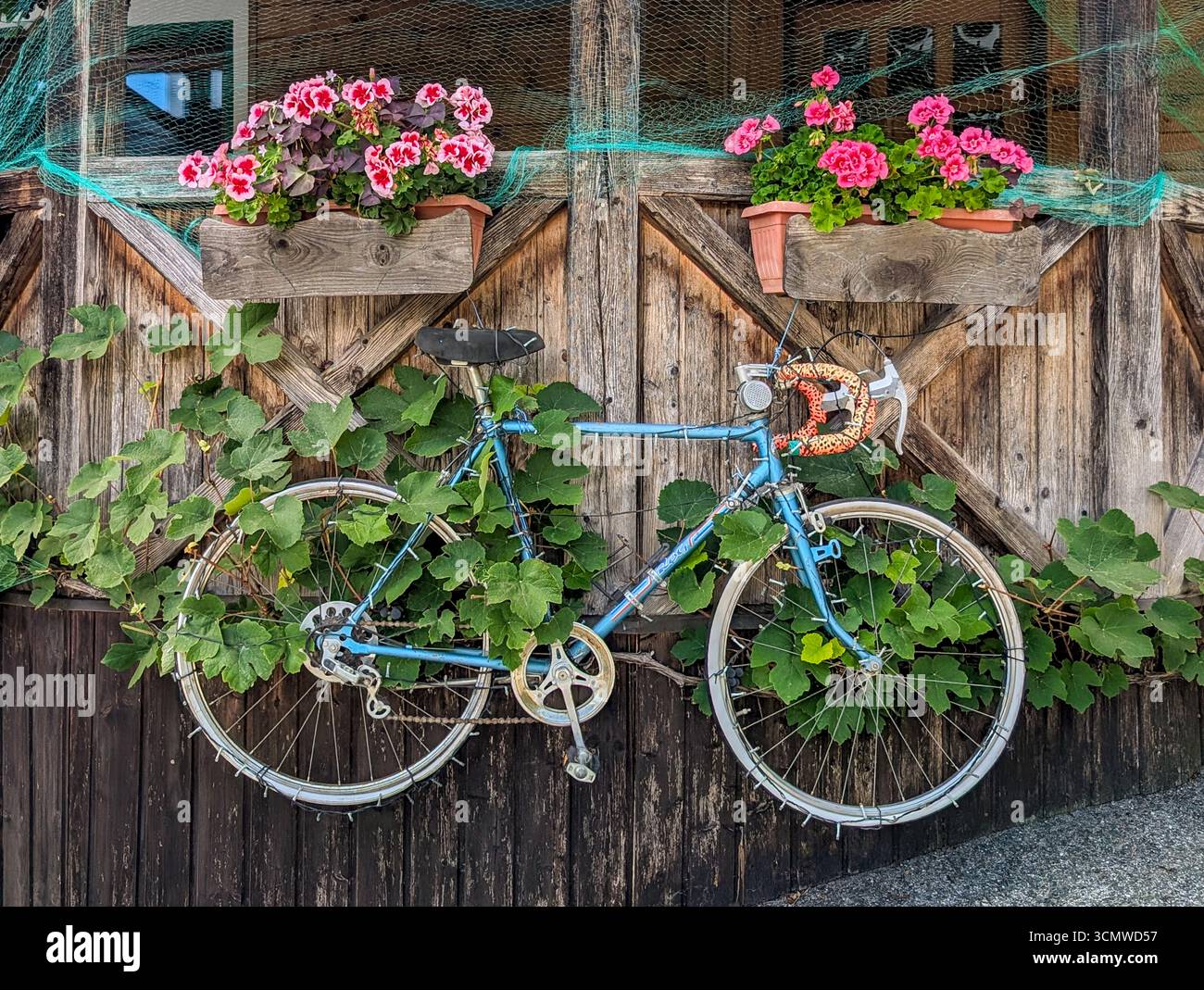 Ein blaues Vintage Racing Bike hängt als Dekoration an Einer hölzernen Hausfassade, die wunderschön mit Blumen dekoriert ist Stockfoto