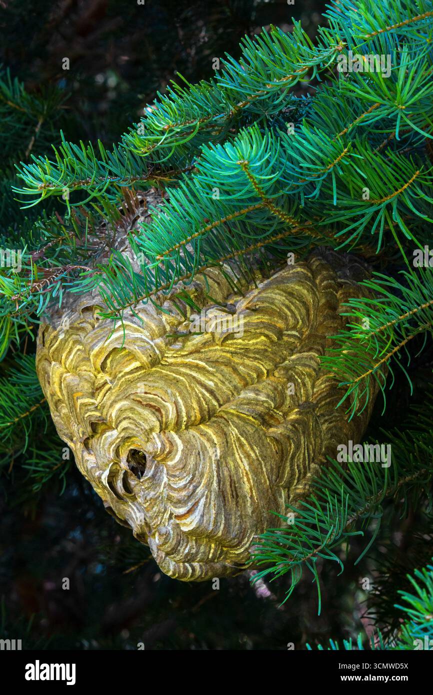 Glatzkopf Hornet im Nest Stockfoto