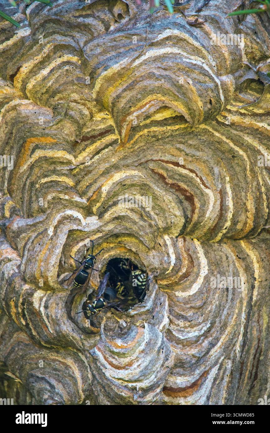 Glatzkopf Hornet im Nest Stockfoto