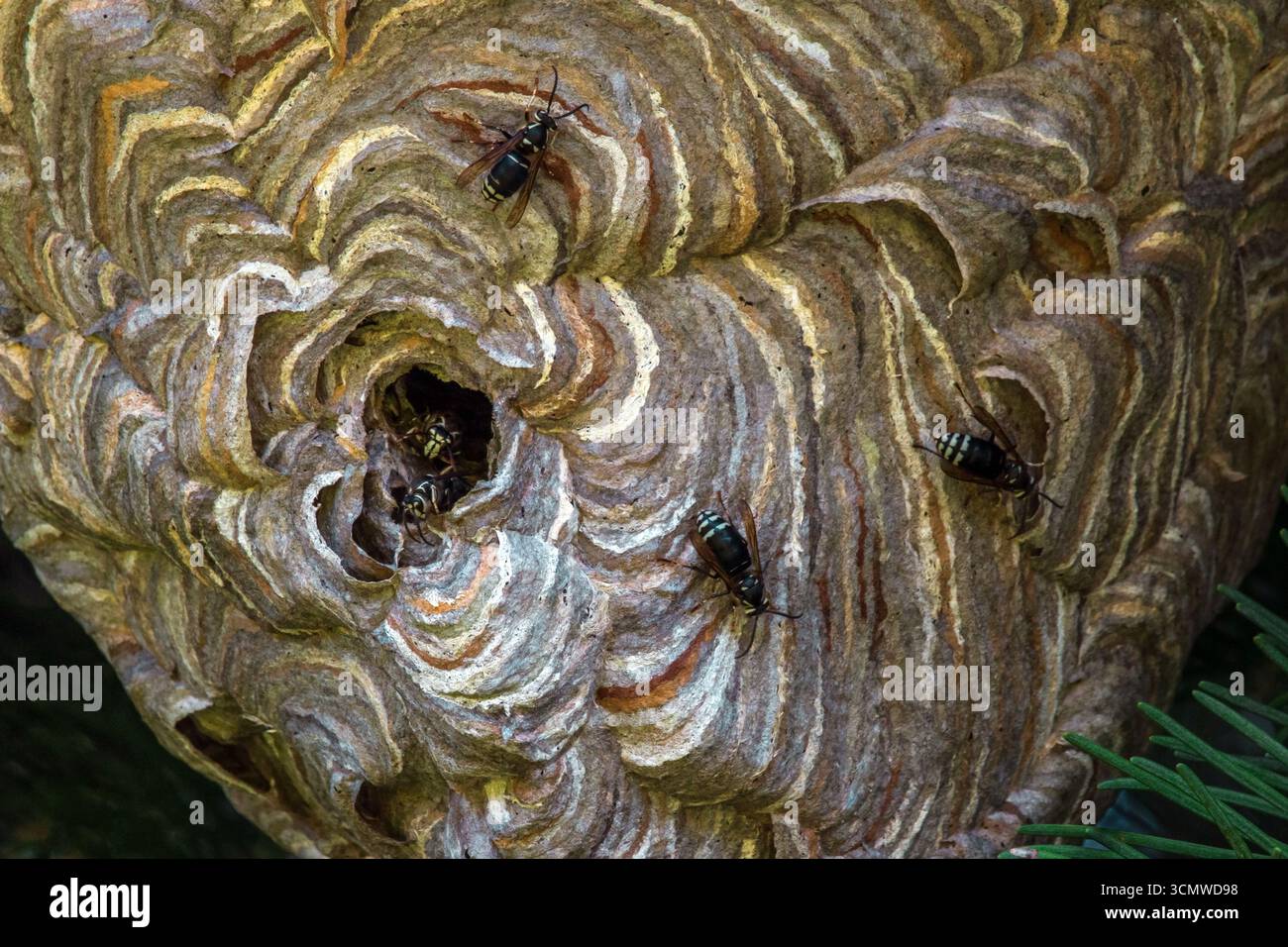 Glatzkopf Hornet im Nest Stockfoto