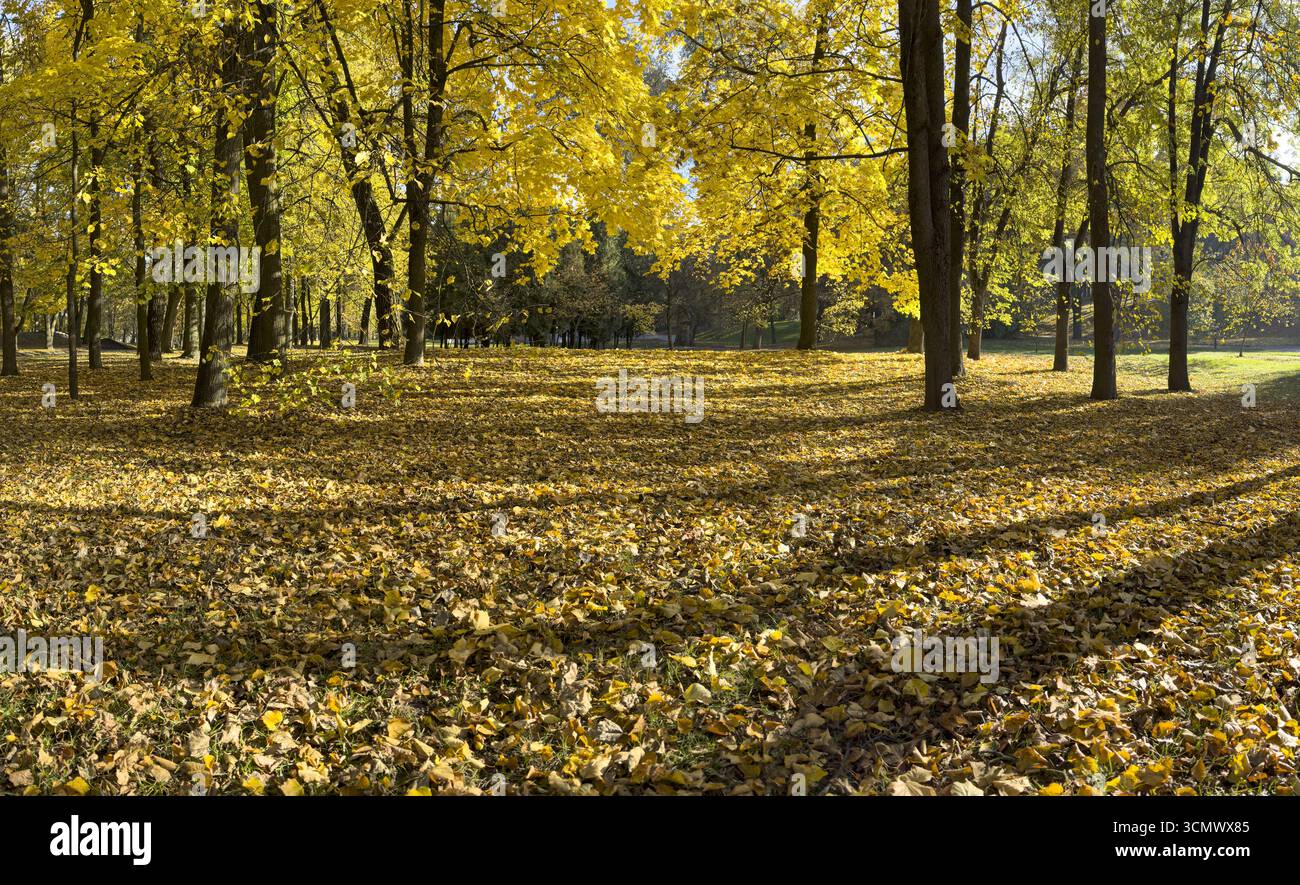 Sonniger Morgen im Park mit bunten gelben Bäumen. Herbstliche Panoramalandschaft. Stockfoto
