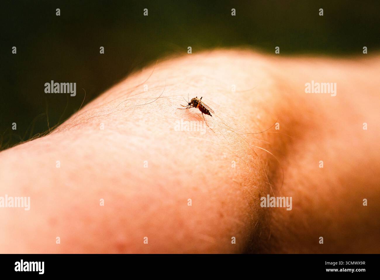 Makrofoto einer Mücke, die sich auf menschlicher Haut ernährt Stockfoto