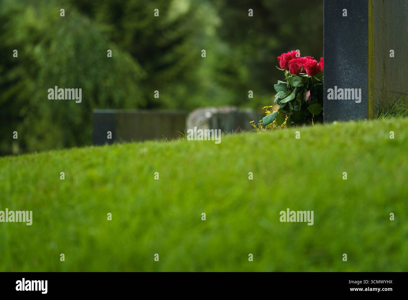 Rote Rosen auf einem Grab, umgeben von grünem Gras. Stockfoto