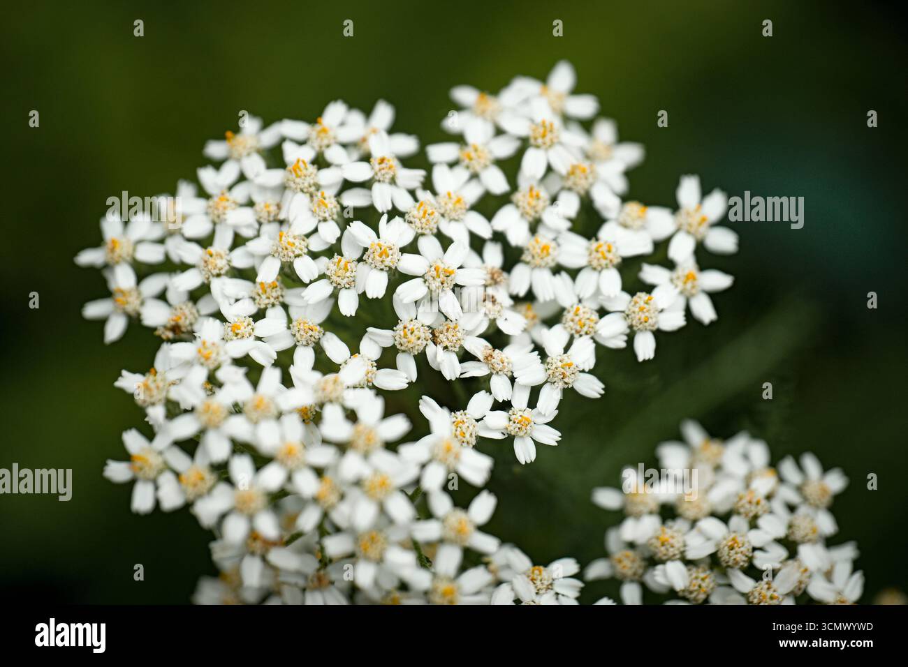 Nahaufnahme von weißen Blüten mit kleinen Blütenblättern und gelben Mittelpunkten vor einem verschwommenen grünen Hintergrund Stockfoto
