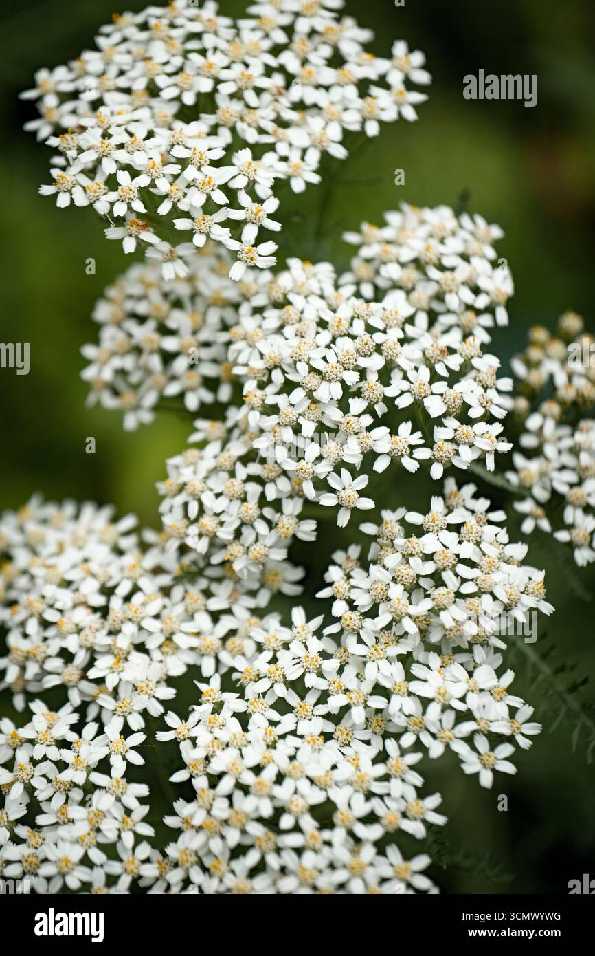 Eine Nahaufnahme von weißen Blumenhaufen mit kleinen gelben Mittelpunkten, umgeben von grünem Laub Stockfoto