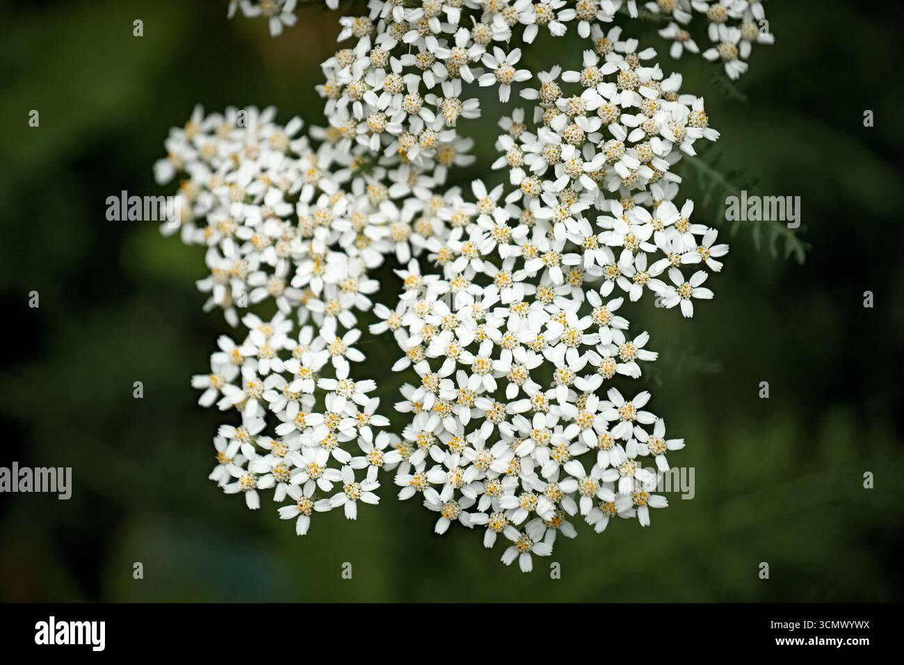 Eine Nahaufnahme von kleinen weißen Blüten mit gelben Mittelpunkten, umgeben von grünem Laub Stockfoto