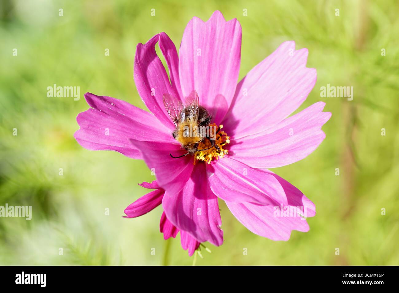 Gemeine Karderbiene (Bombus pascuorum), Familie Apidae auf violetten Blüten des Gartenkosmos oder mexikanischer Aster (Cosmos bipinnatus). September, Niederlande Stockfoto
