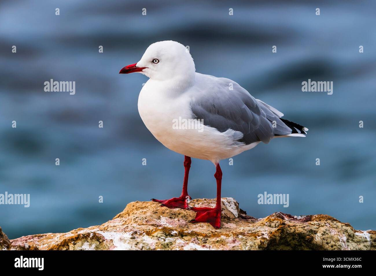 Rotschnabelmöwe (Chroicocephalus novaehollandiae scopulinus) auf den Wellenbrecherfelsen am Aramoana Point, Dunedin, Otago, Südinsel, Neuseeland Stockfoto