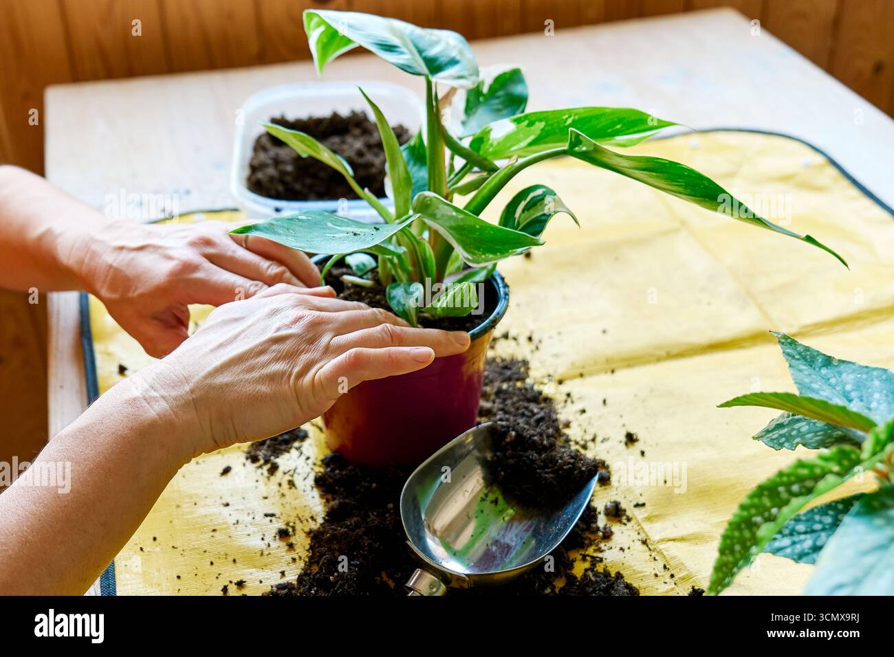 Umtopfen der Klettern der "Philodendron White Princess"-Zimmerpflanze.  Gartenarbeit im Innenbereich. Hobby Stockfotografie - Alamy