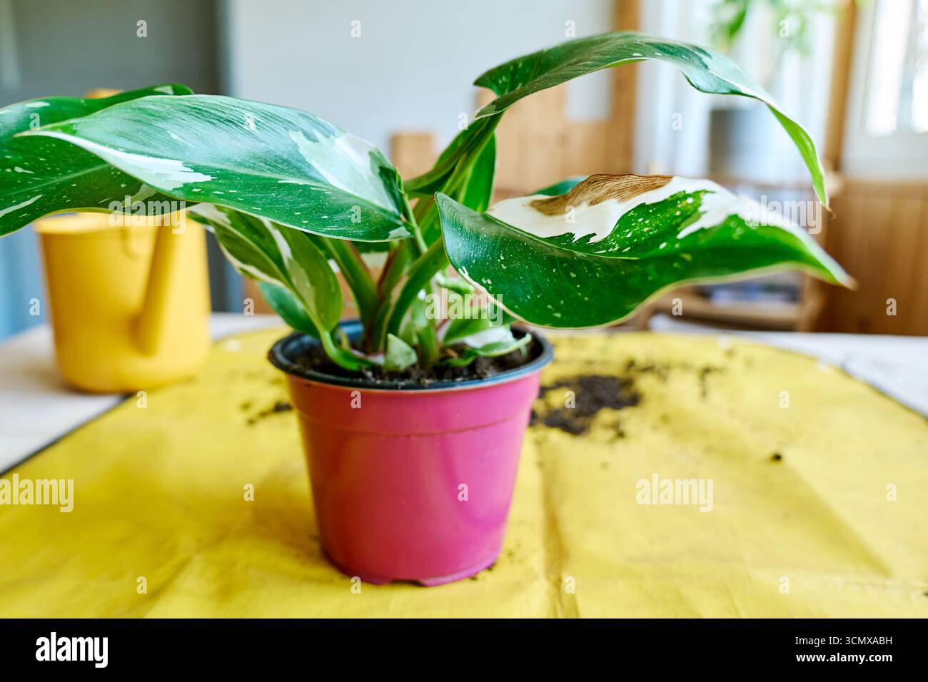 Umtopfen der Klettern der "Philodendron White Princess"-Zimmerpflanze.  Gartenarbeit im Innenbereich. Hobby Stockfotografie - Alamy