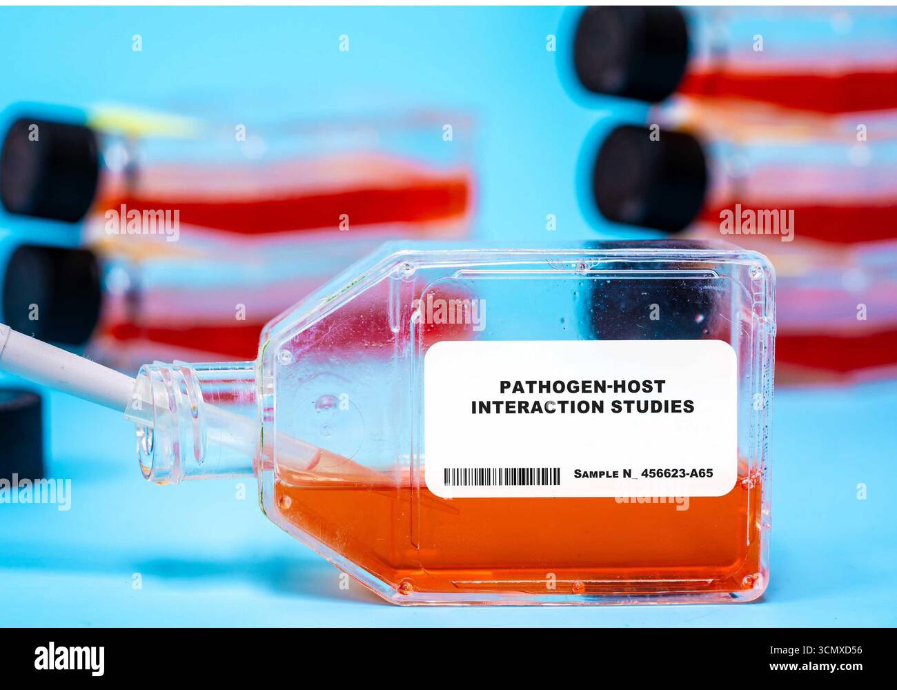 Pathogen-Host-Interaktionsstudien zur Kultivierung von Pathogenen mit Wirtszellen zur Untersuchung von Infektionsmechanismen und Immunantworten. Zellkulturtechnologie Stockfoto
