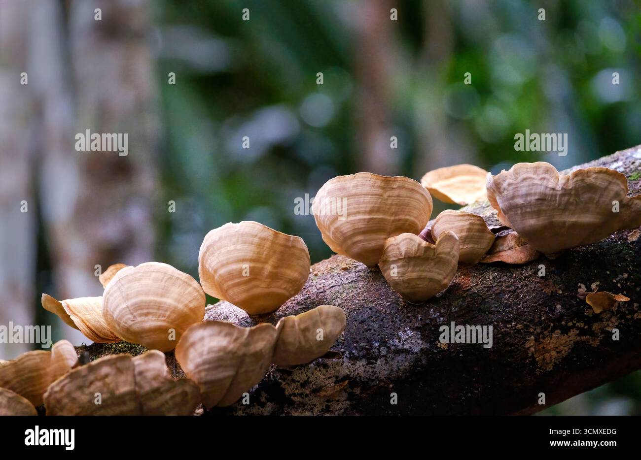 Pilze, die auf Bäumen im Regenwald von Andasibe, Madagaskar, wachsen Stockfoto