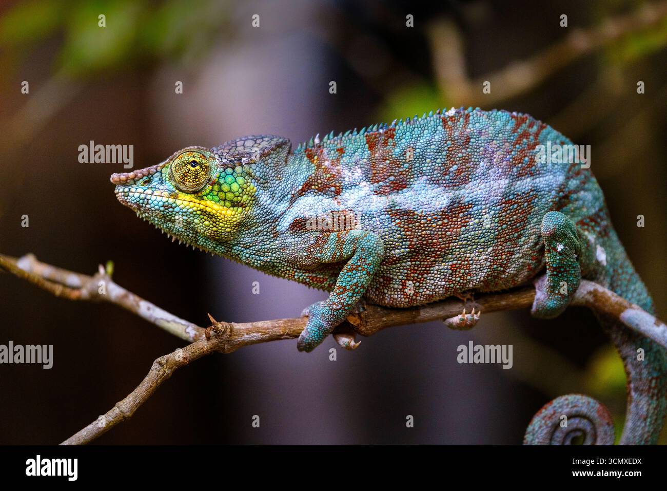 Farbige Chamäleons, Peyreras Private Reserve, Andasibe, Madagaskar Stockfoto