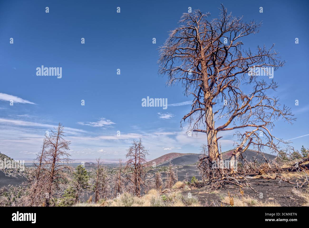 Verbrannte Bäume an einem vulkanischen Schlackrand im Coconino National Forest, Arizona, USA Stockfoto