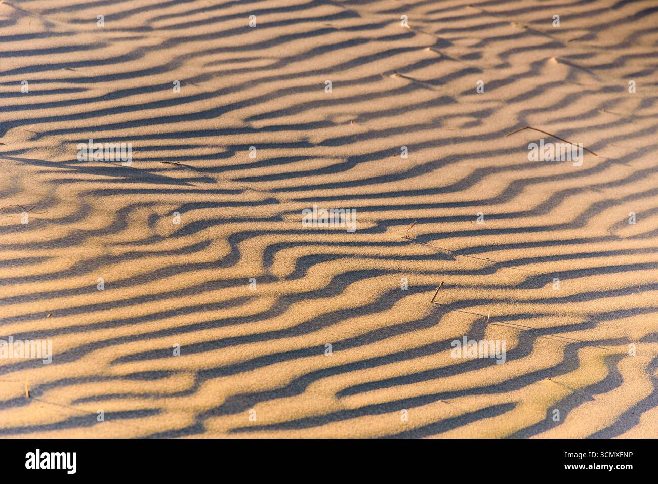 Golden Sand Dune wackelt in sanftem Licht am Wharariki Beach, South Island, Neuseeland Stockfoto
