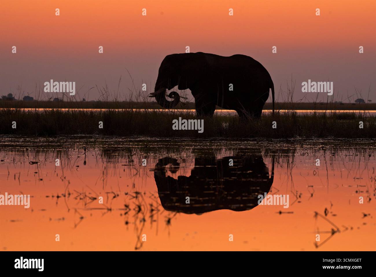 Afrikanischer Elefant (Loxodonta Africana), Fütterung im Fluss, Chobe Nationalpark, Botswana Stockfoto
