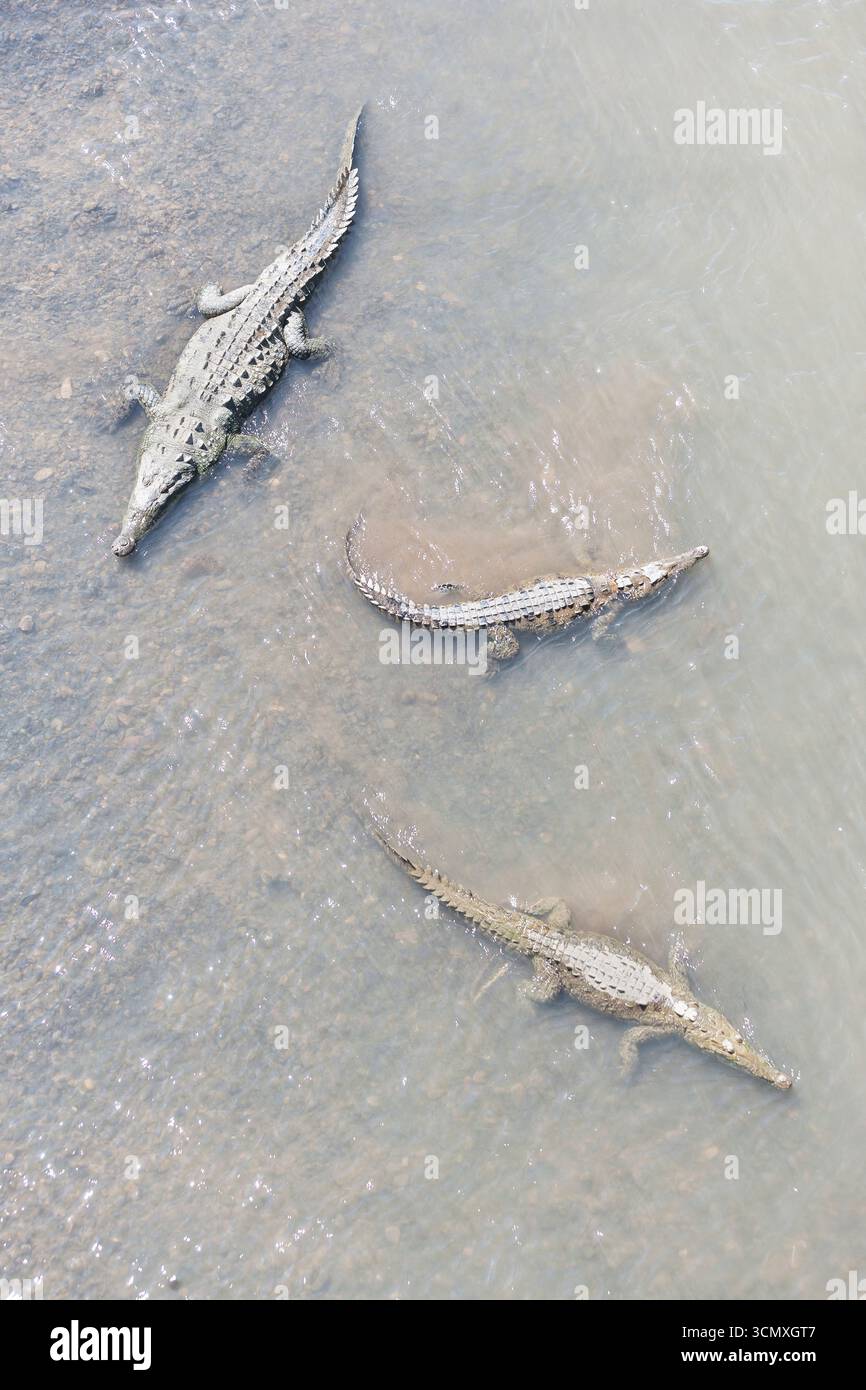 Amerikanische Krokodile (Crocodylus acutus) Baden, Tarcoles Fluss, Jaco, Costa Rica Stockfoto