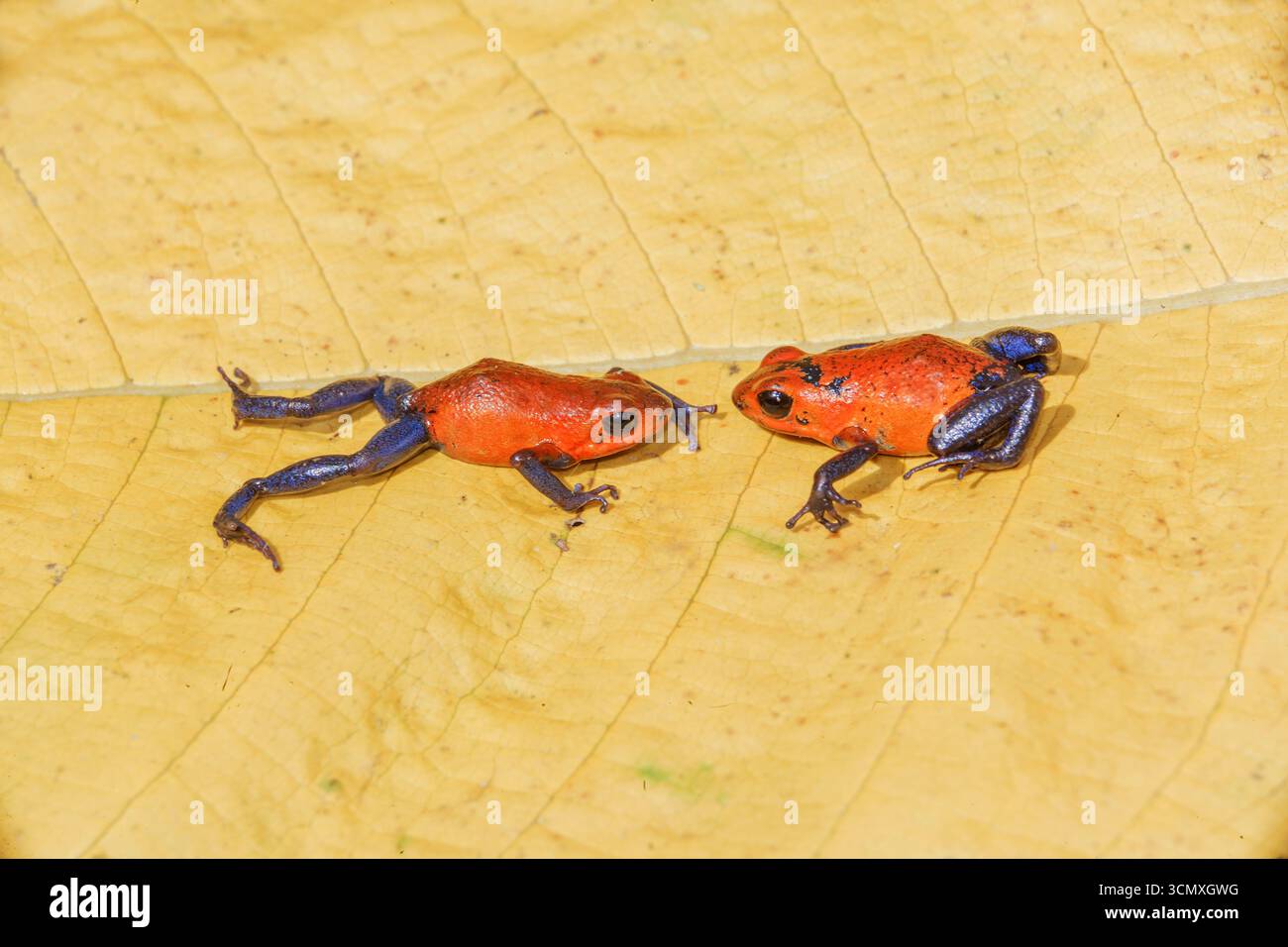 Blue Jeans Dart Frogs (Dendrobates pumilio) on a Leaf, Costa Rica, Central America, Stockfoto