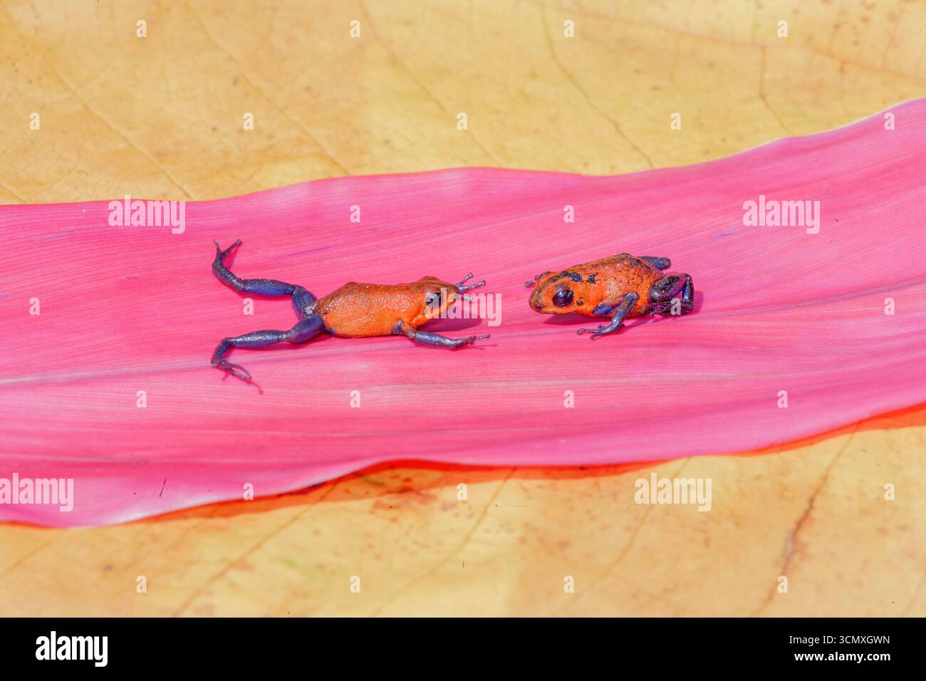 Blaue Jeans Dart-Frösche (Dendrobates pumilio) auf einem Blatt, Costa Rica Stockfoto