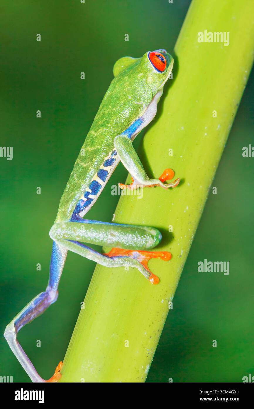 Rotaugen-Baumfrosch (Agalychins callydrias) klettert grünen Stamm, Sarapiqui, Costa Rica Stockfoto