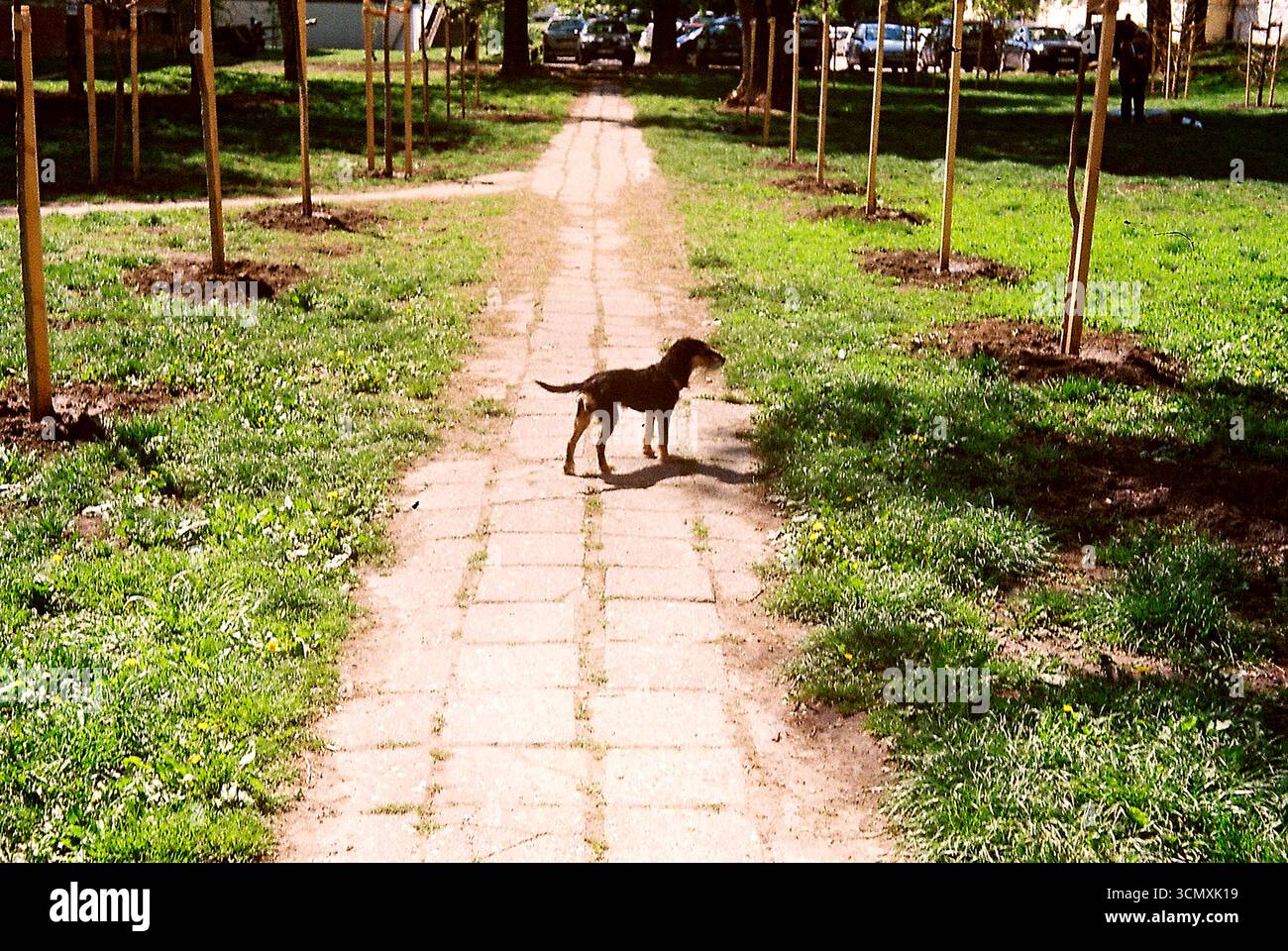 Der Hund steht auf einem Betonweg in einem lokalen Park und beobachtet andere Hunde beim Spielen in der Sonne. Aufgenommen in analogem Stil, voller Licht und ruhiger Beobachtung. Stockfoto