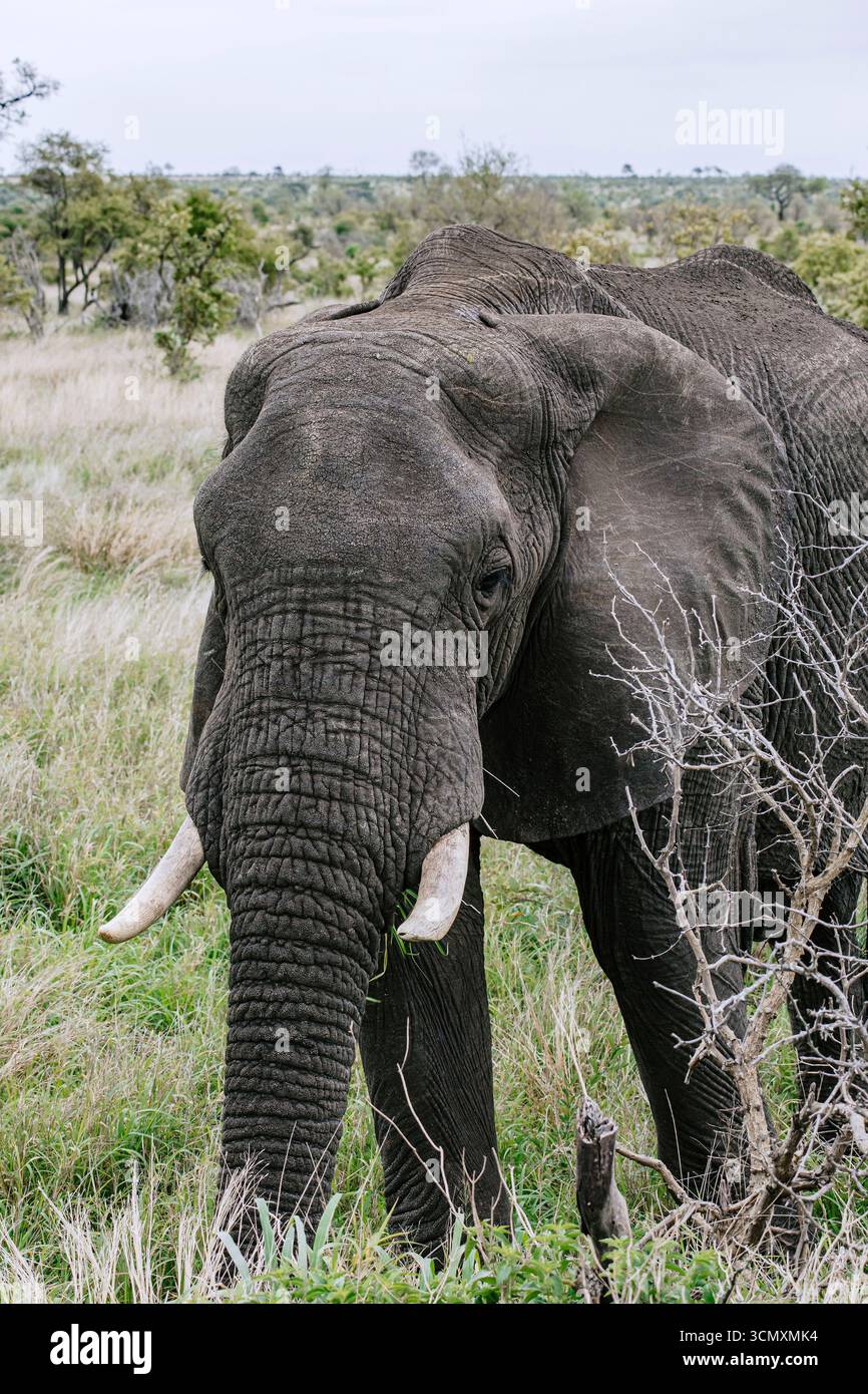 Wilder Elefant im Kruger-Nationalpark, Südafrika. Stockfoto