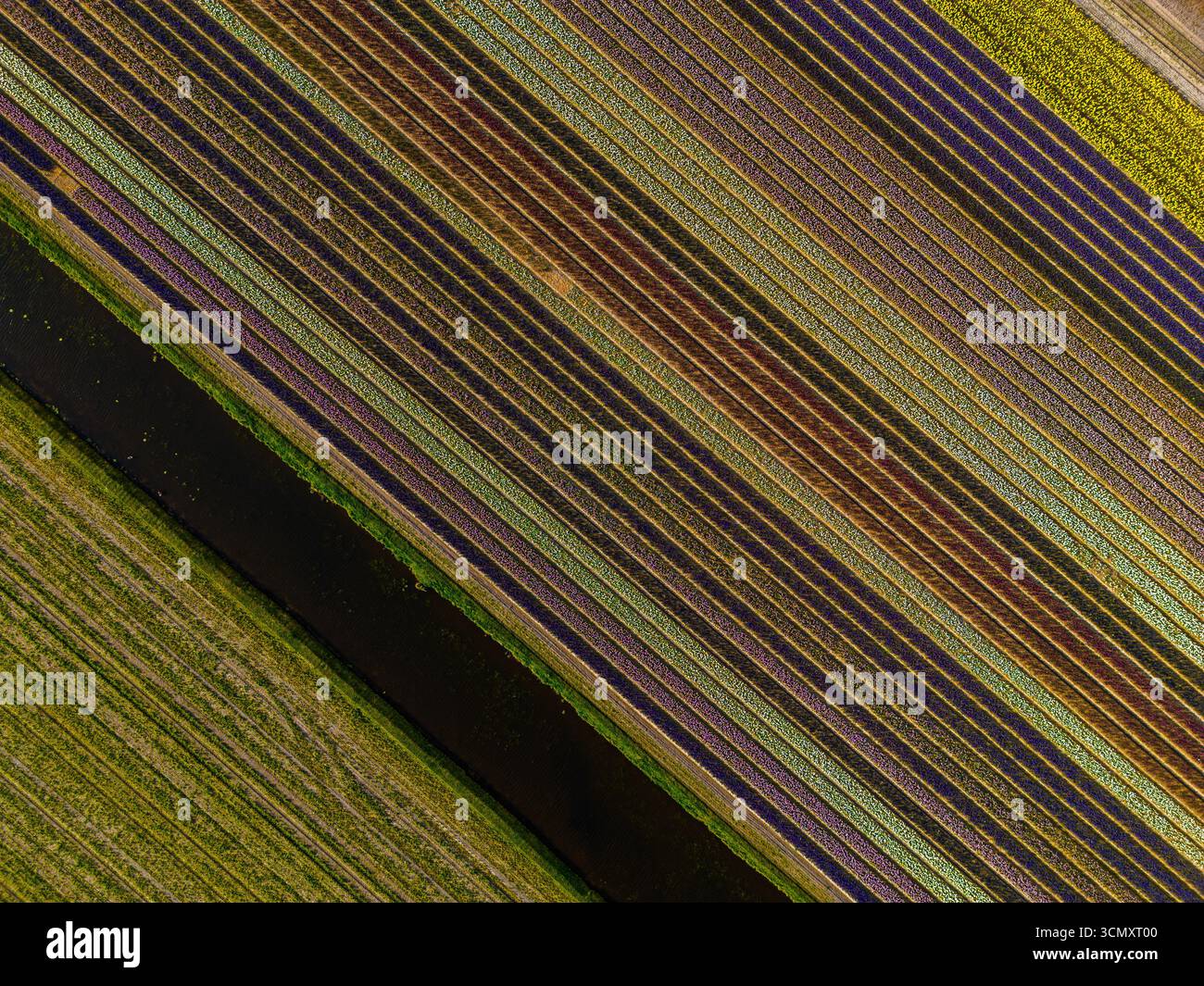 Farbenfrohe landwirtschaftliche Felder in langen parallelen Reihen von Grün, Braun, Lila und Gelb, geteilt durch einen dunklen diagonalen Streifen, wodurch eine auffällige Geometrie entsteht Stockfoto