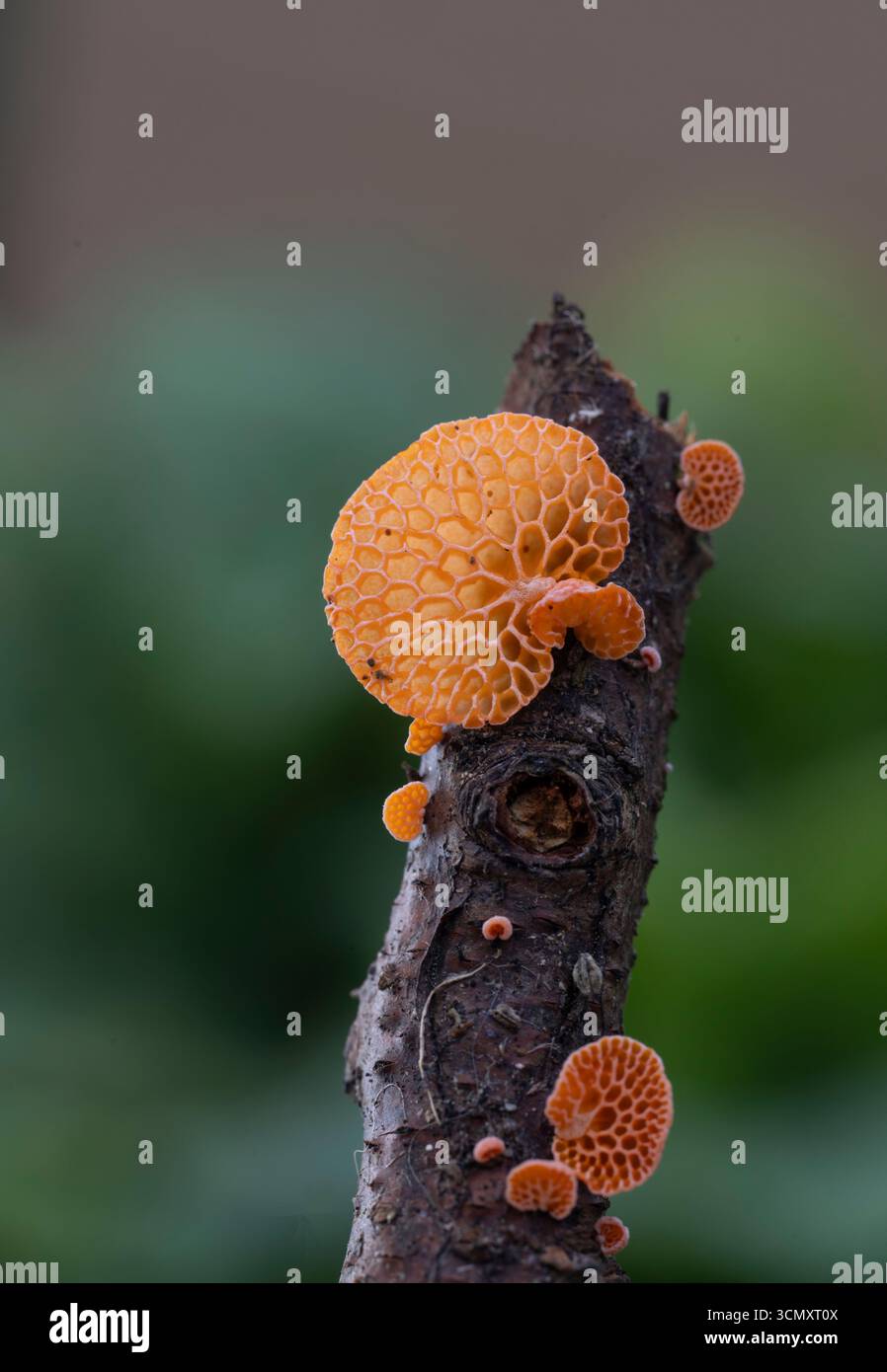 Ping Pong bat Pilz (auch bekannt als Orange Porecap) Favolaschia claudopus. Cornwall, Großbritannien Stockfoto