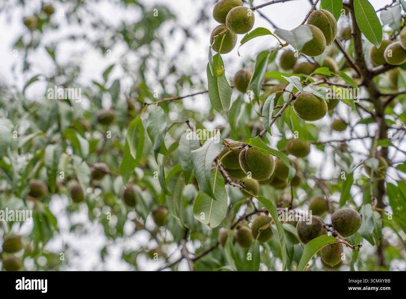 Prunus persica wachsen dicht an Ästen. Das Bild zeigt das Wachstum im Frühsommer. Stockfoto