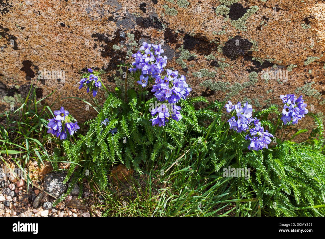 Sky Pilot Polemonium Viscosum Rocky Mountain National Park Colorado USA 2015 Stockfoto
