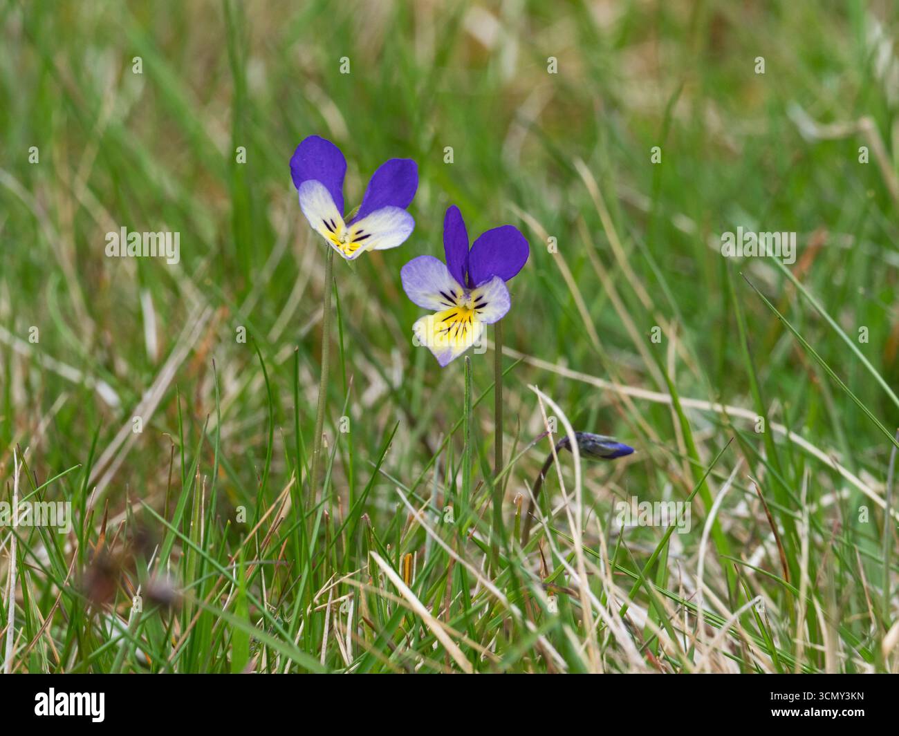 Bergstiefmütterchen Viola lutea zwischen Gräsern in Strathdearn, Highland Region, Schottland, Großbritannien, Mai 2019 Stockfoto