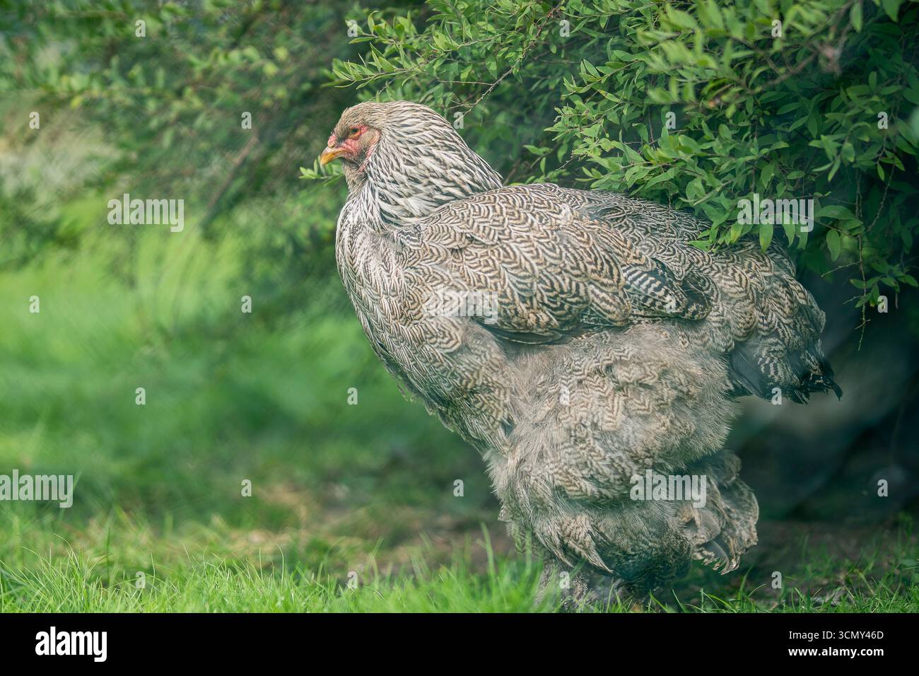 Dunkle Rebhühner Brahma Hühner. Porträt von Brahma Rebhühner auf dem Bauernhof. Stockfoto