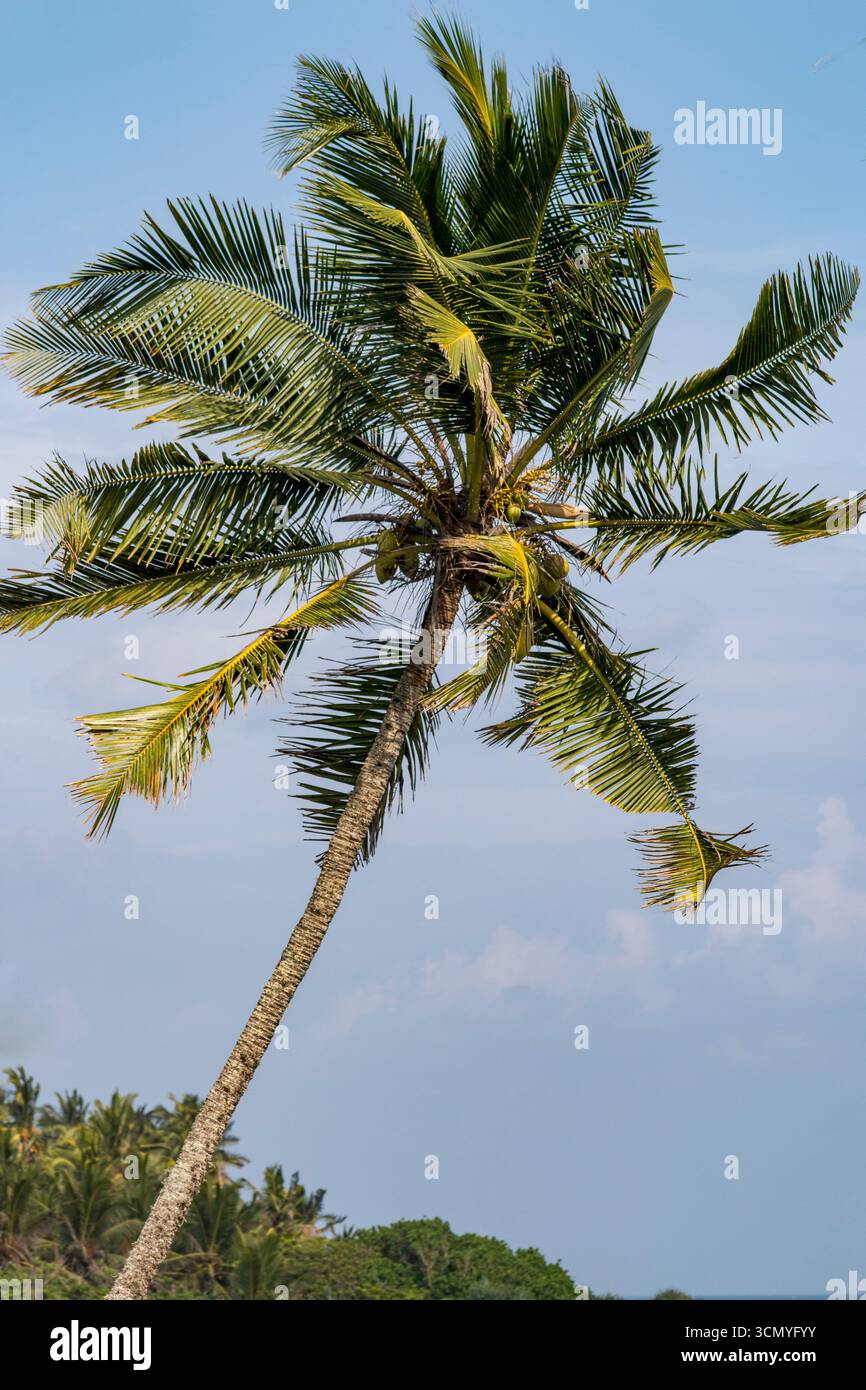 Sri Lanka - Tangalle - Küste - isolierte Palmenbeugung in Meeresbrise Stockfoto