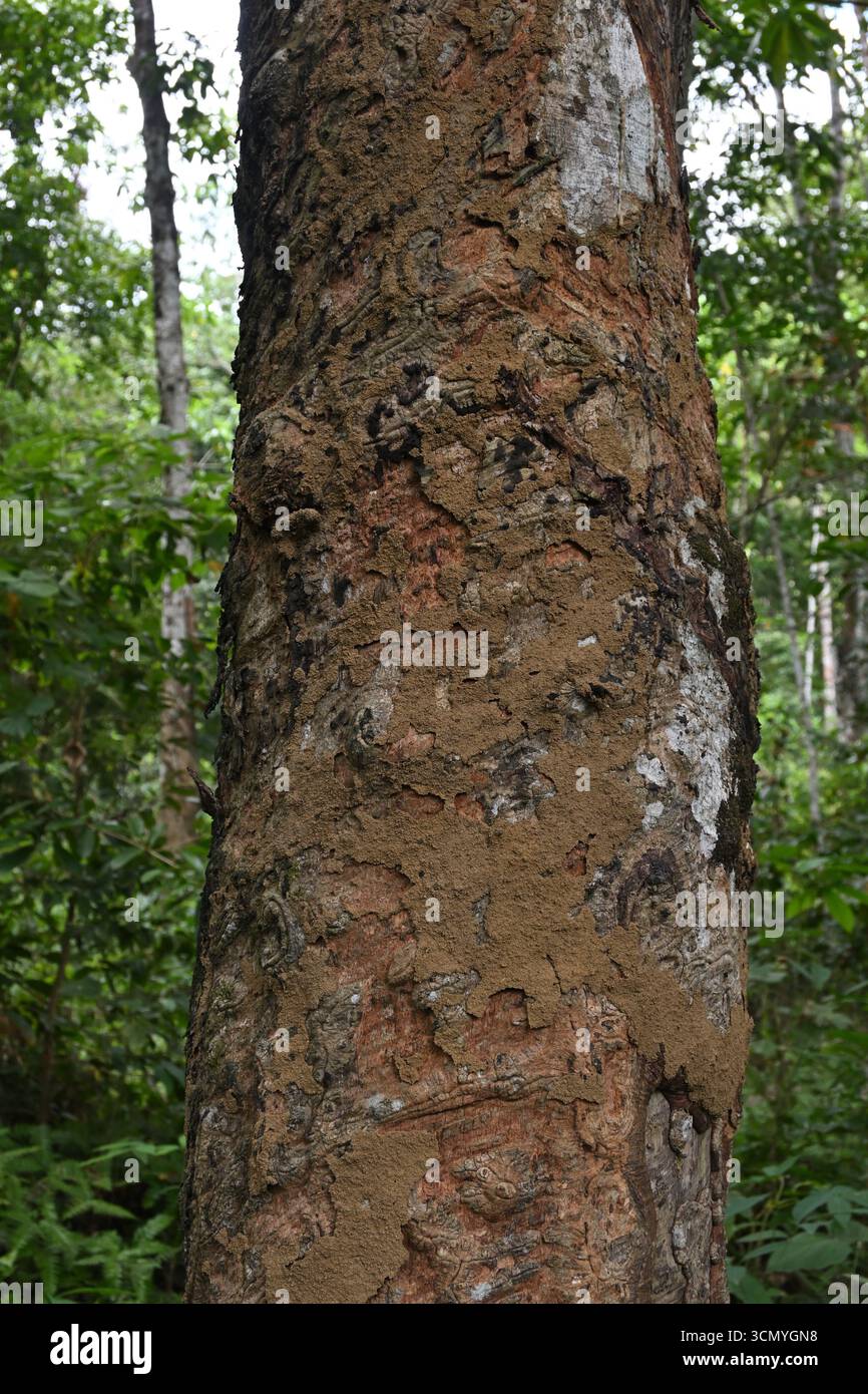 Blick auf einen alten Gummistamm mit der dünnen Termitennestschicht auf der Rindenoberfläche Stockfoto
