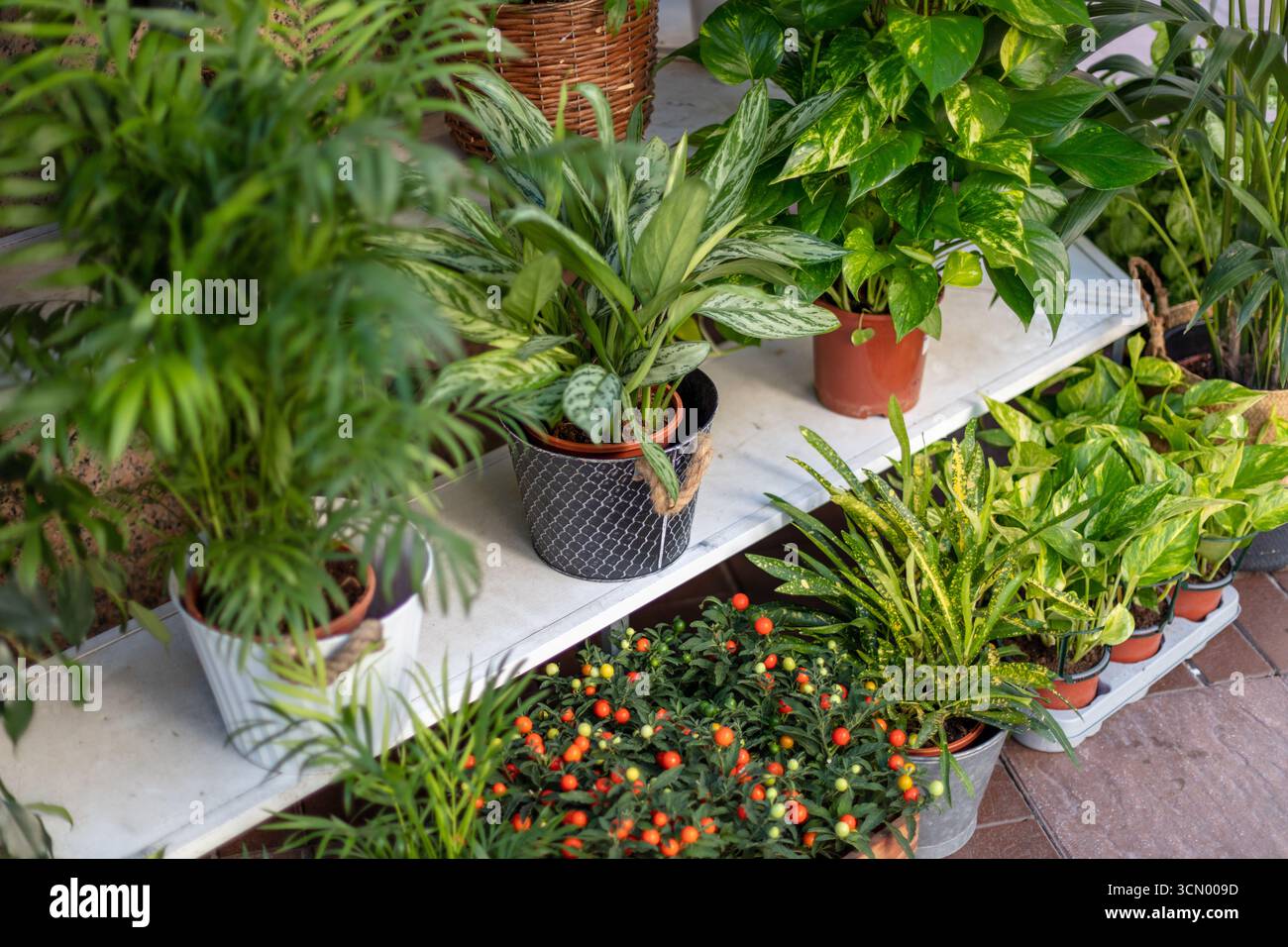 Mediterrane pflanzenausstellung -Fotos und -Bildmaterial in hoher Auflsung   Alamy