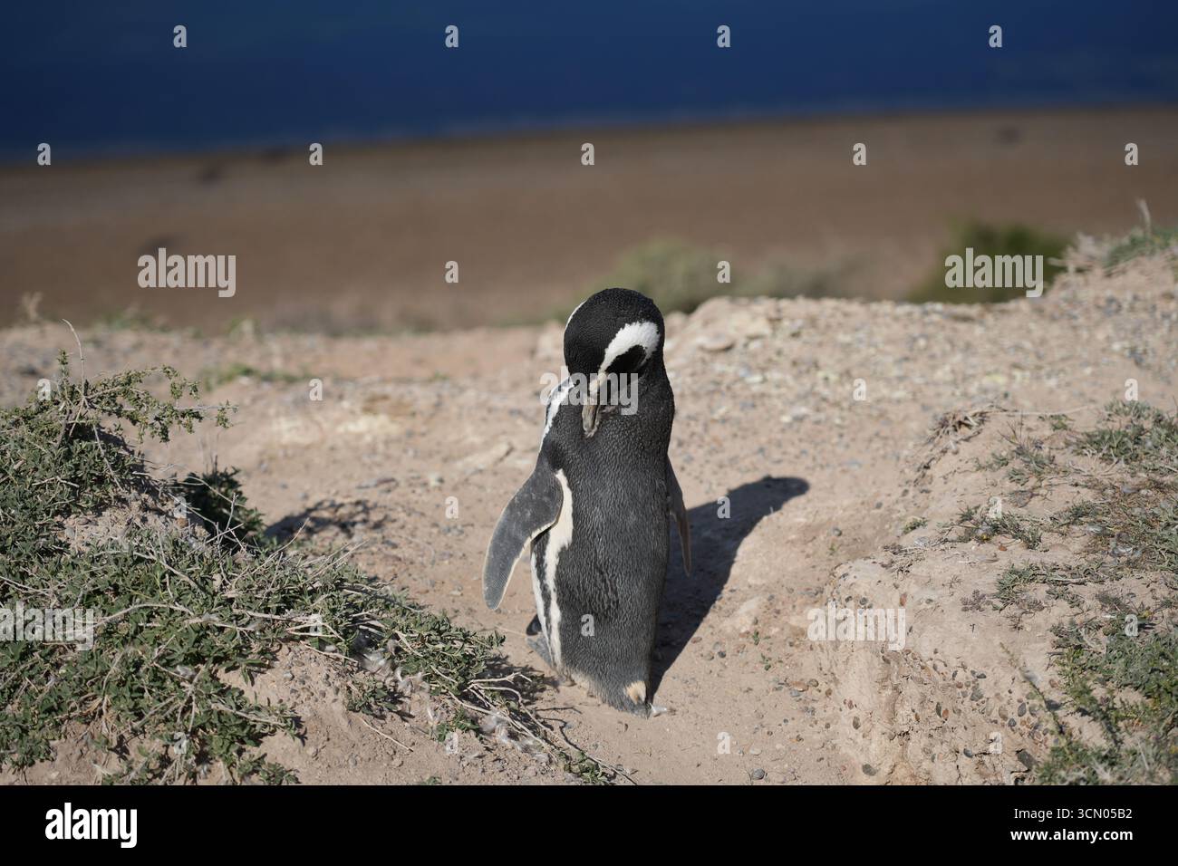 Magellan-Pinguin an der felsigen Küste der Halbinsel Valdés, Patagonien, Argentinien, mit dem Ozean im Hintergrund. Tierwelt und meereswelt habita Stockfoto