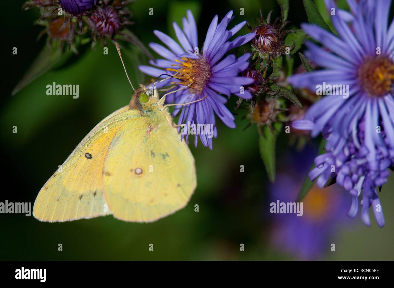 Trübung von Schwefel, die von einer Wildblume der New England Aster stammt Stockfoto