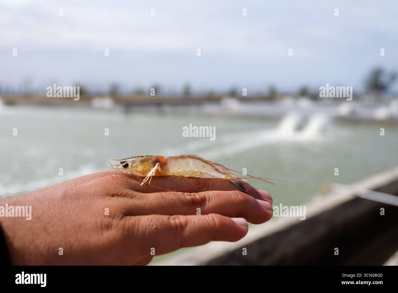 Weiße Garnelen, Litopenaeus vannamei, mit einem Hintergrund eines Anbauteichs Stockfoto