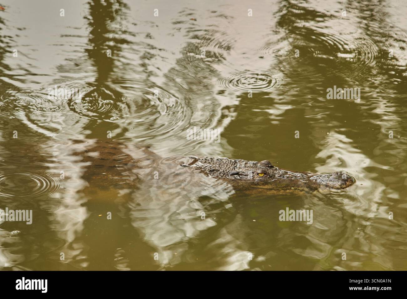 Ein Krokodil tauchte teilweise in trübes Wasser ein, nur seine Augen, Schnauze und ein Teil seines Körpers sind auf der ruhigen Wasseroberfläche mit kleinen Kräuselungen sichtbar. Stockfoto