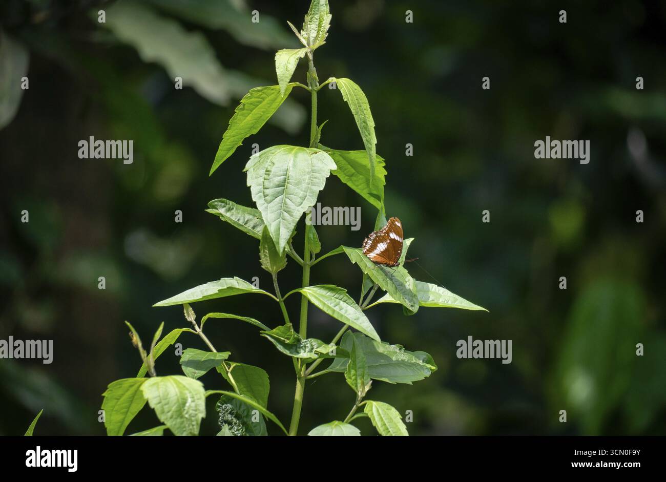 Ein Schmetterling auf grünen Blättern in einer natürlichen Umgebung - Dhaka, Bangladesch Stockfoto