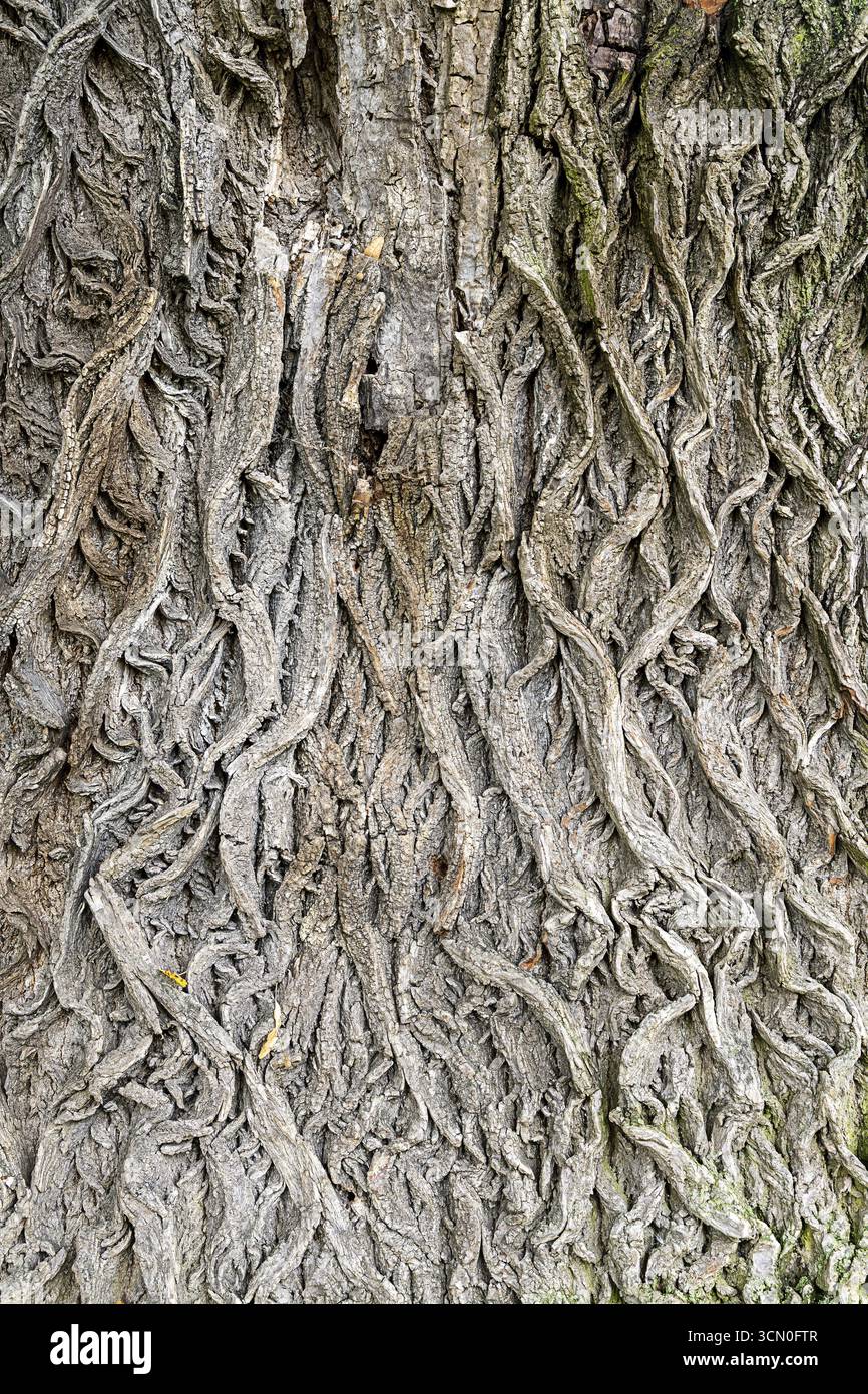 Nahaufnahme der komplexen Strukturen einer Baumrinde, 400 Jahre alte Lindenallee Ladendorf Weinviertel Niederösterreich Österreich Stockfoto