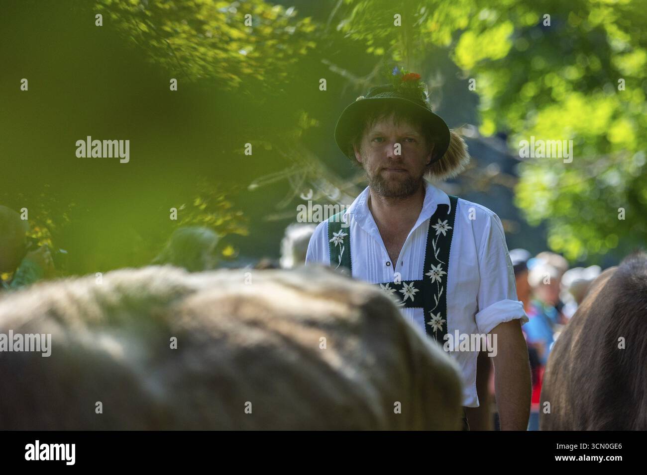 Viehtrieb, Hirte, Porträt, Filzhut, traditionelle Tracht, Rinder (Bovidae), Oberstdorf, Oberallgaeu, Allgäuer Alpen, Bayern, Deutschland Stockfoto
