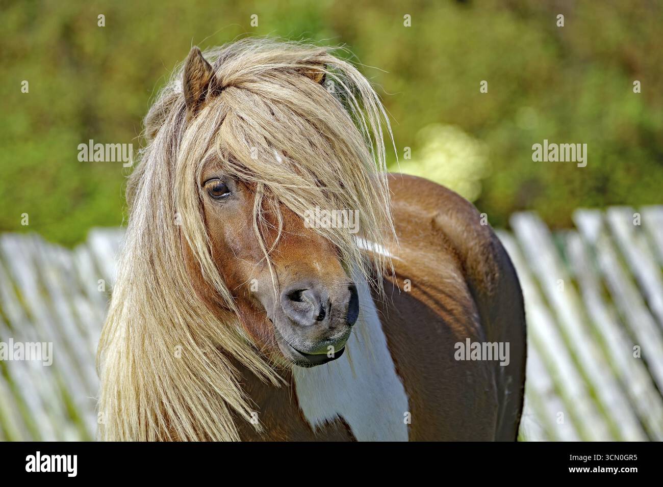 Braunes Pony mit langen Haaren und einem aufmerksamen Blick vor einem Holzzaun auf dem Land, Shetland Pony, Scalloway, Shetland Islands, Schottland, G Stockfoto